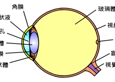 人眼结构