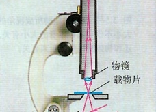 显微镜的结构