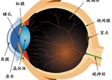眼睛结构