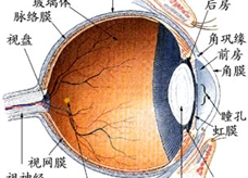 眼睛结构