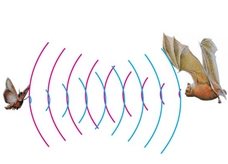 蝙蝠靠超声波发现昆虫