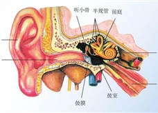 人耳构造