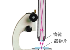 透镜的应用--显微镜的结构
